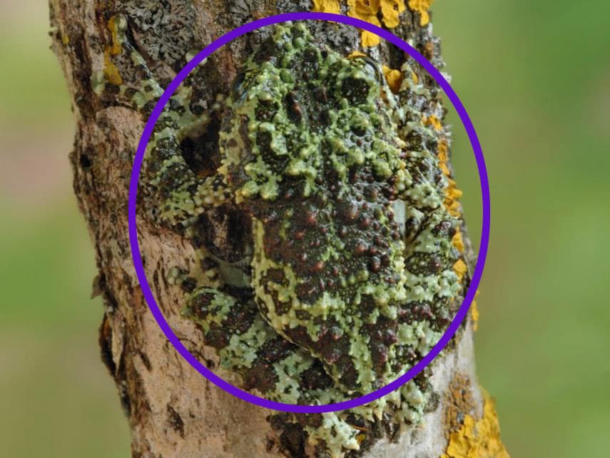 Ya te vimos rana vietnamita cubierta de musgo, esta especie logra la apariencia de la vegetación que crece en el tronco del árbol.