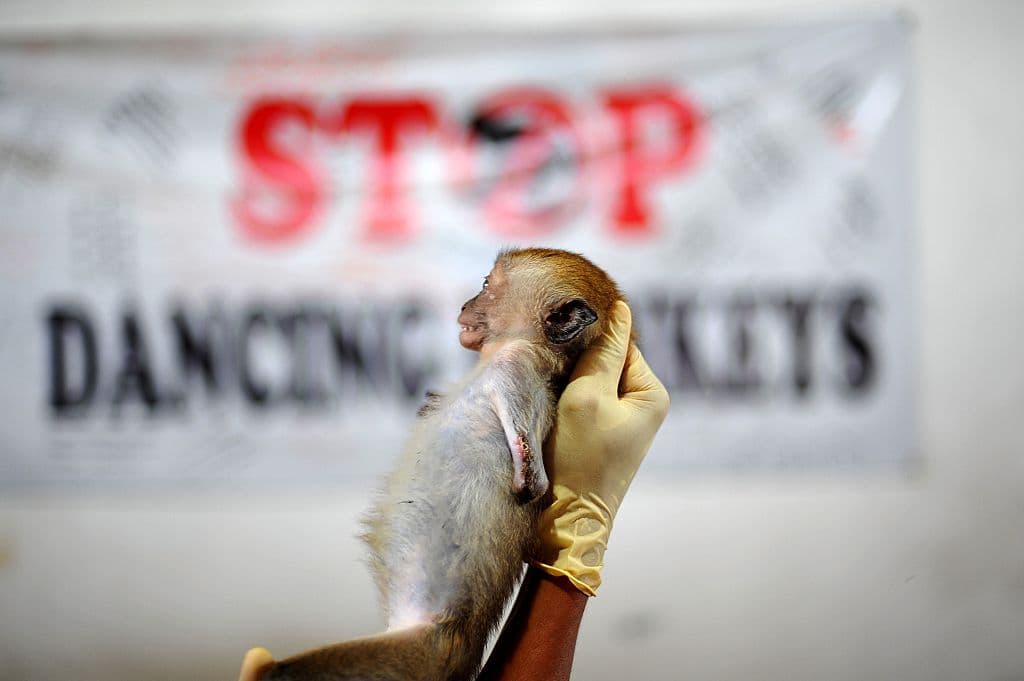 Este mono perdió la mano, se la cortaron tras sufrir una descarga eléctrica.