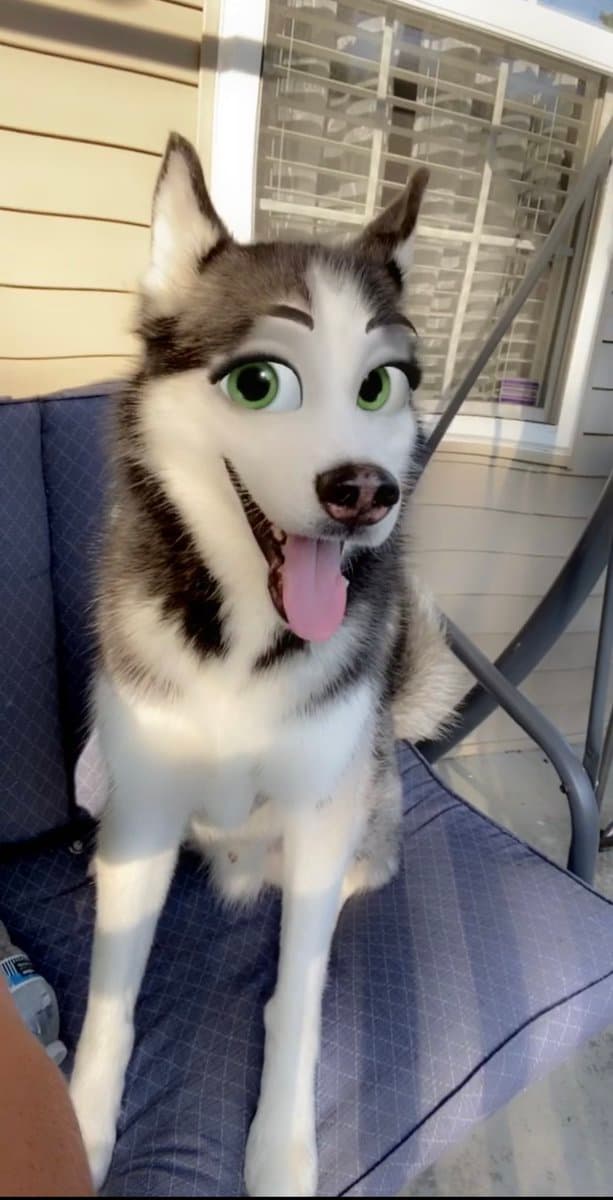 Snapchat lo hizo otra vez. Esta semana se viralizó uno de sus filtros que coloca ojos de caricatura, como los que tienen los personajes de películas de Disney, pero ha llamado la atención de aquellos que lo han usado en sus mascotas.