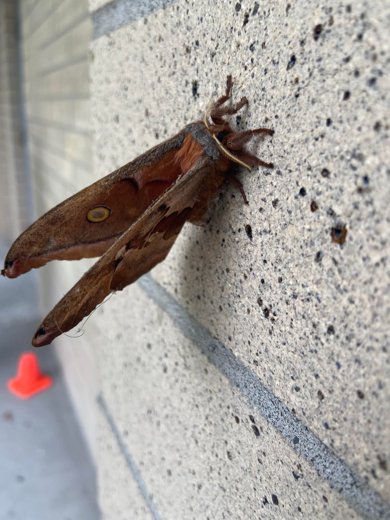Tarántula con alas se vuelve viral y aquí te explicamos lo que realmente es