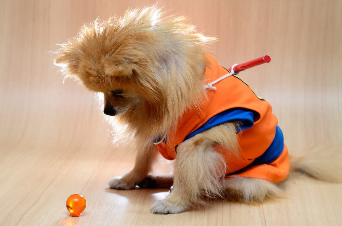 Regálale a tu mascota un cosplay para estas fechas