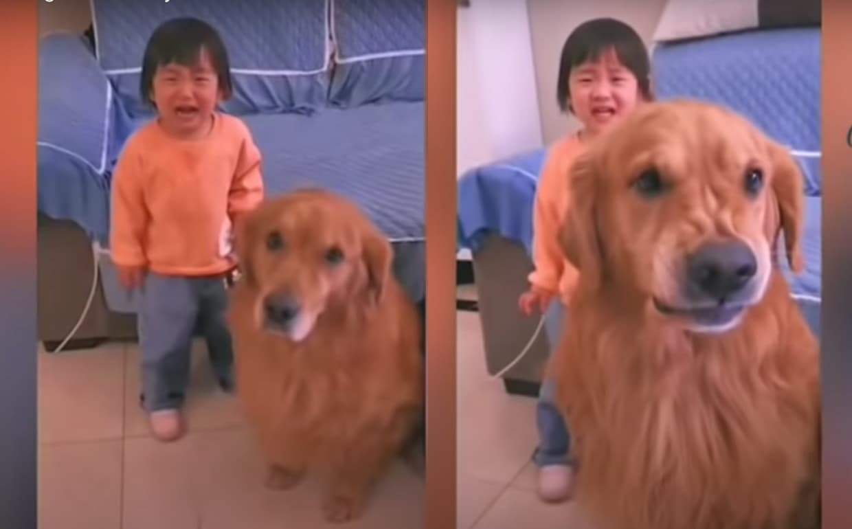 ¡Milaneso al rescate! Perro defiende a niña de los regaños de su mamá