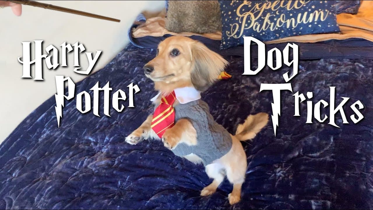 Este perrito reacciona a los hechizos de 'Harry Potter'