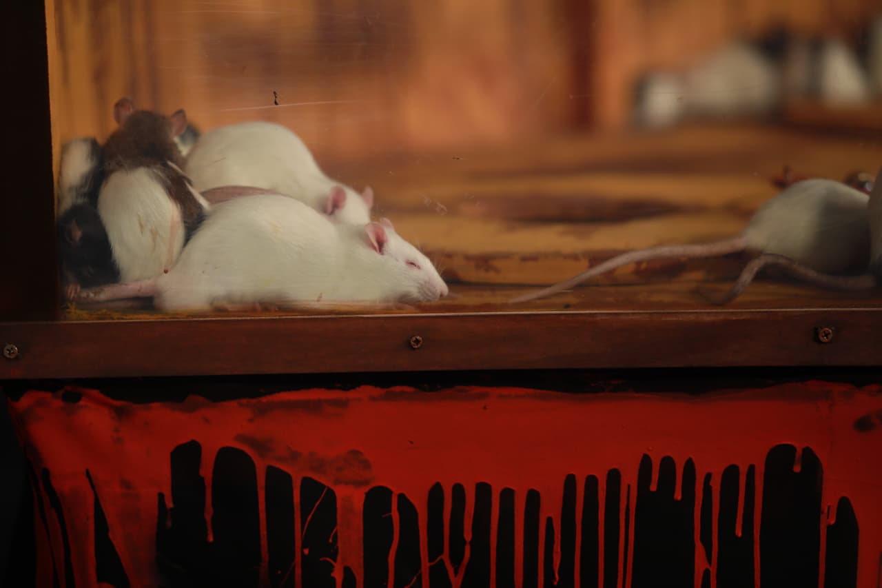 ¡Las ratas son la protagonistas de la primera prueba en La Casa de las Fieras!