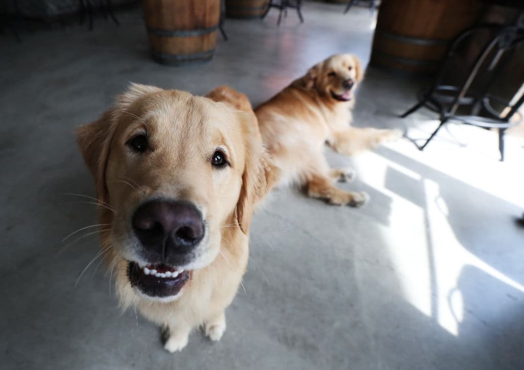 Te presentamos a Buddy y Barley, unos héroes sin capa pero con mucho pelito que llevan felicidad a domicilio, y entiéndase "cerveza" cuando decimos "felicidad".