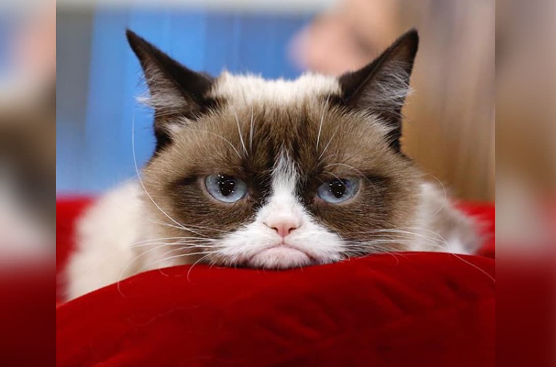 Grumpy Cat, se convirtió en un meme con su carita de enojo eterno. Incluso hasta llegó a aparecer en una película y ganar millones de seguidores. Tristemente falleció en mayo de 2019.