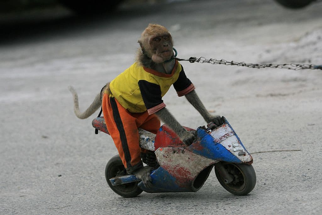 BALIKPAPAN, INDONESIA - MARCH 02: Yola a captive long-tailed macaque rides a small motorcycle during a street performance on March 2, 2012 in Balikpapan, East Kalimantan, Indonesia. Topeng Monyet means Monkey Mask and is a traditional street circus in Indonesia where captive monkeys are forced to perform tricks. Animal charities such as Jakarta Animal Aid Network are trying to get the practice banned calling it cruel and a violations of animal rights. (Photo by Yuli Seperi/Getty Images)