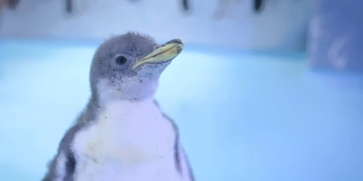 Ternurita: Nació Alex, el primer pingüino chilango