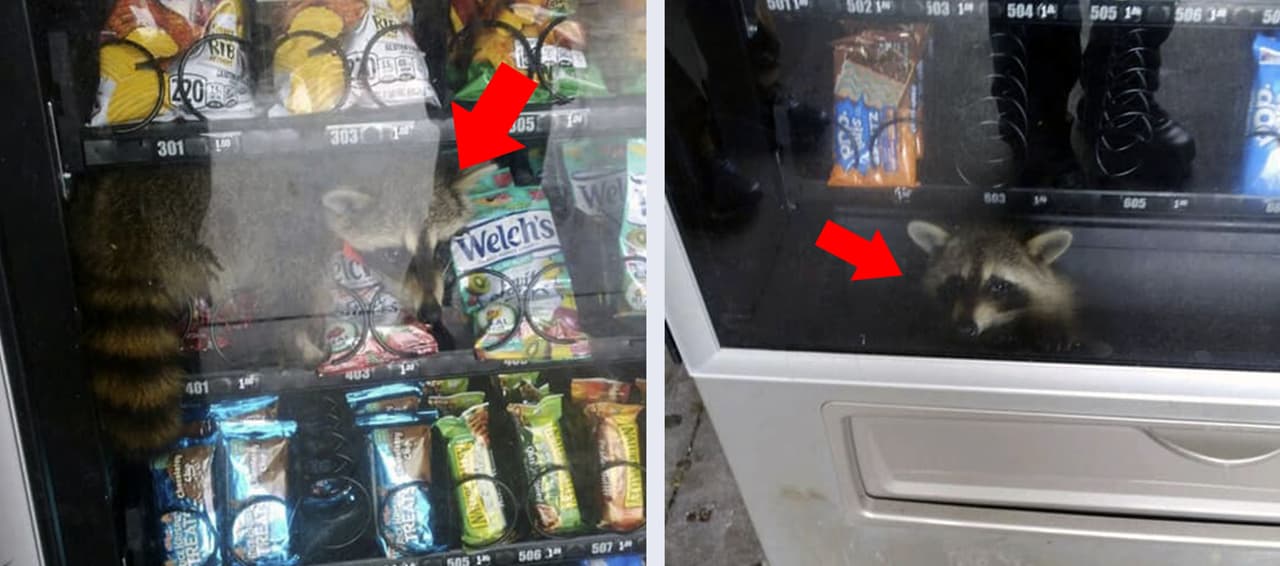 Un mapache se quedó atorado en una máquina expendedora por querer robar comida