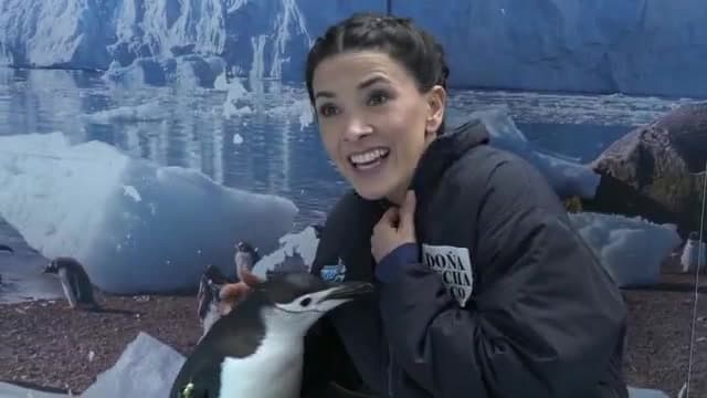 "Me perdieron la confianza los pájaros": Dalilah Polanco trabajó con pingüinos