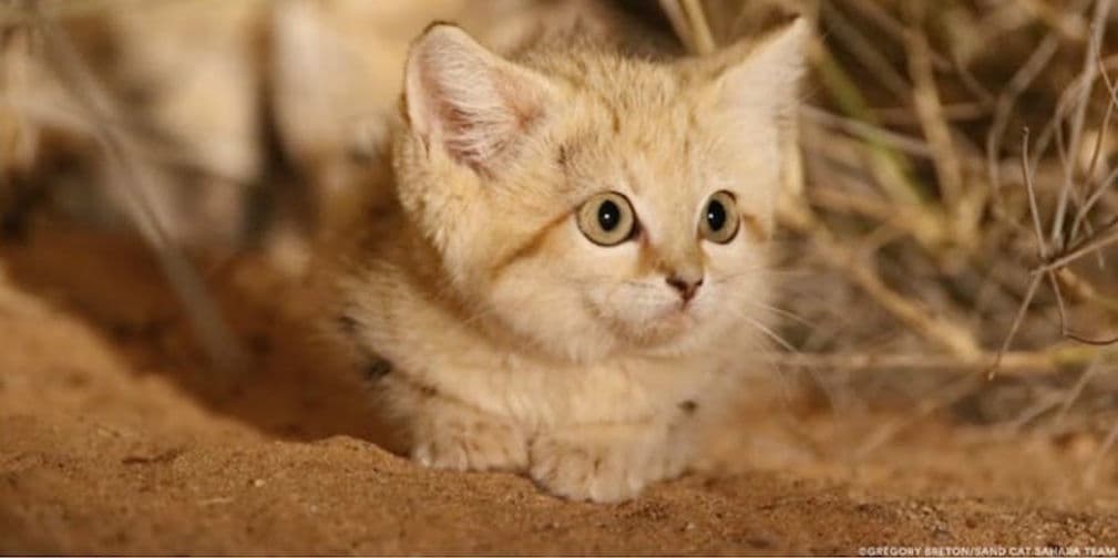¡Captan por primera vez al gatito de las arenas!