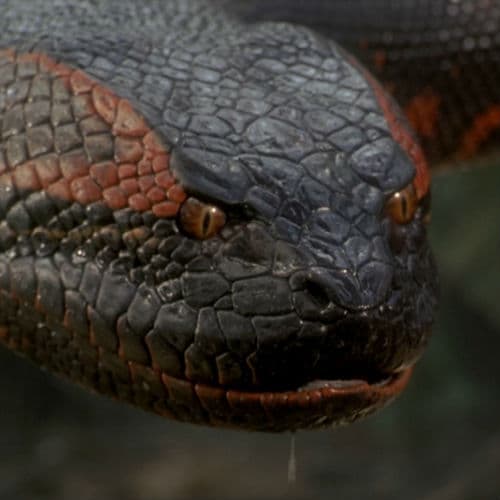 Conviértete en experto en Anacondas