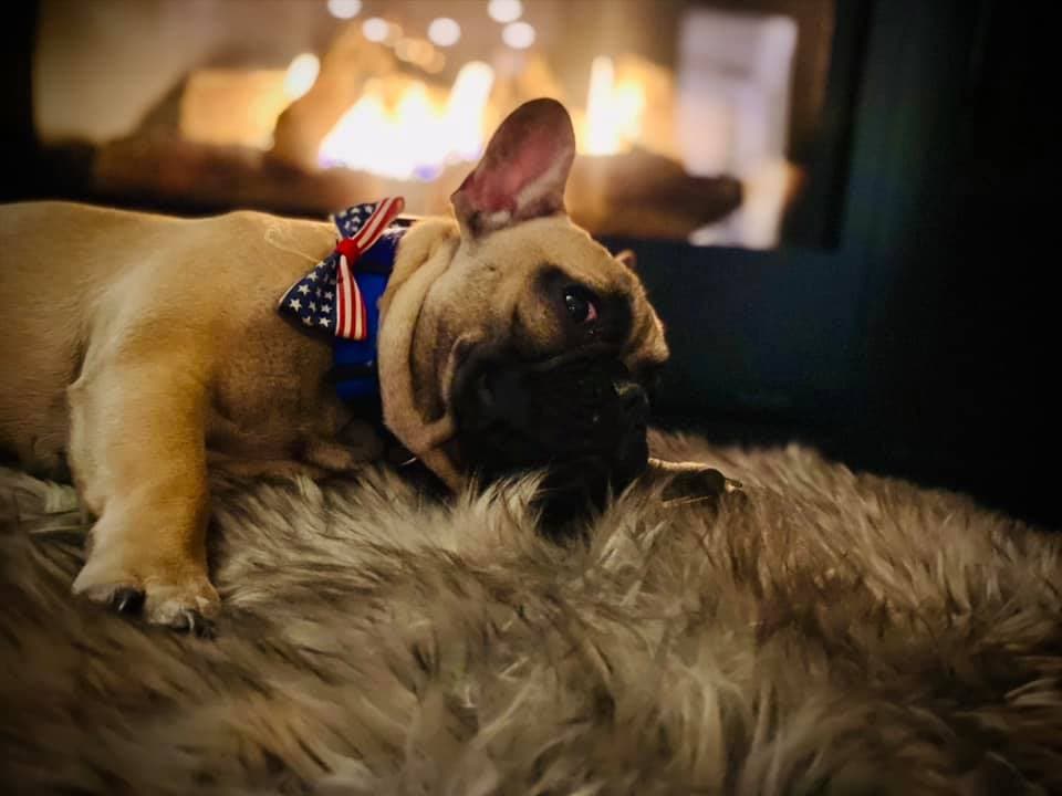 Pueblo de Estados Unidos elige a perro como su alcalde por una buena causa