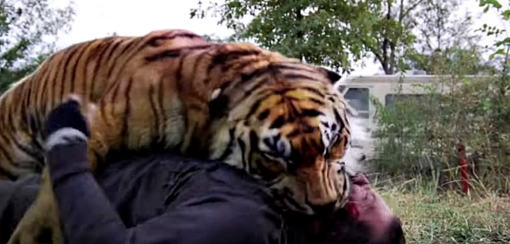 En TWD los animalitoso nos ayudan, como Shiva, la tigresa de bengala