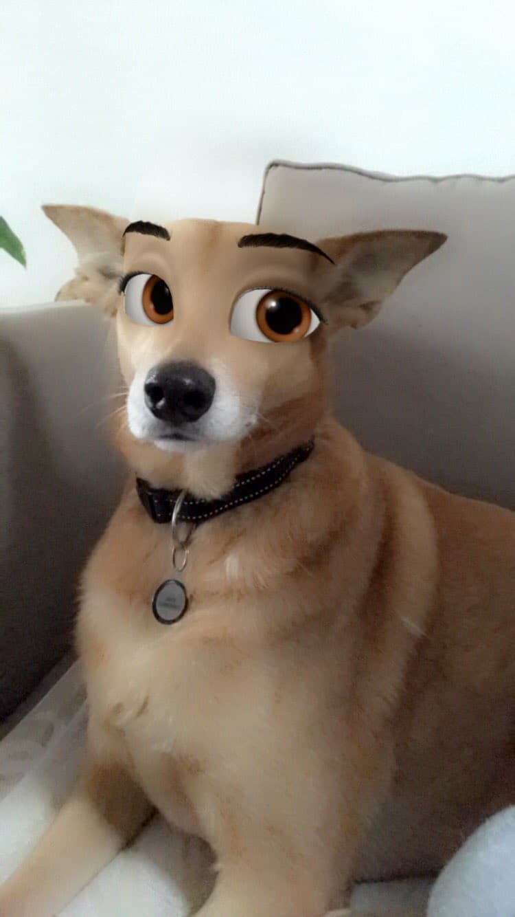 Tania Colyn mostró a uno de sus tres perros con este peculiar filtro.