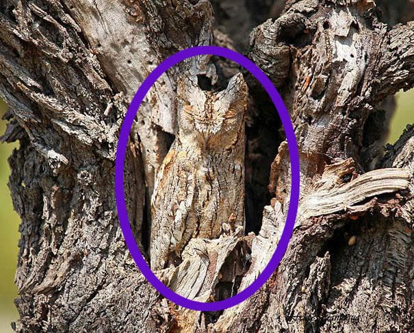 El arte del camuflaje se puede dar de tres maneras: usan el color de su plumaje, la forma de los árboles o la vegetación.