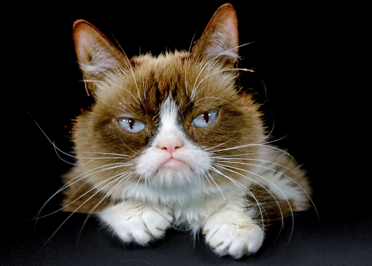 Murió Grumpy Cat