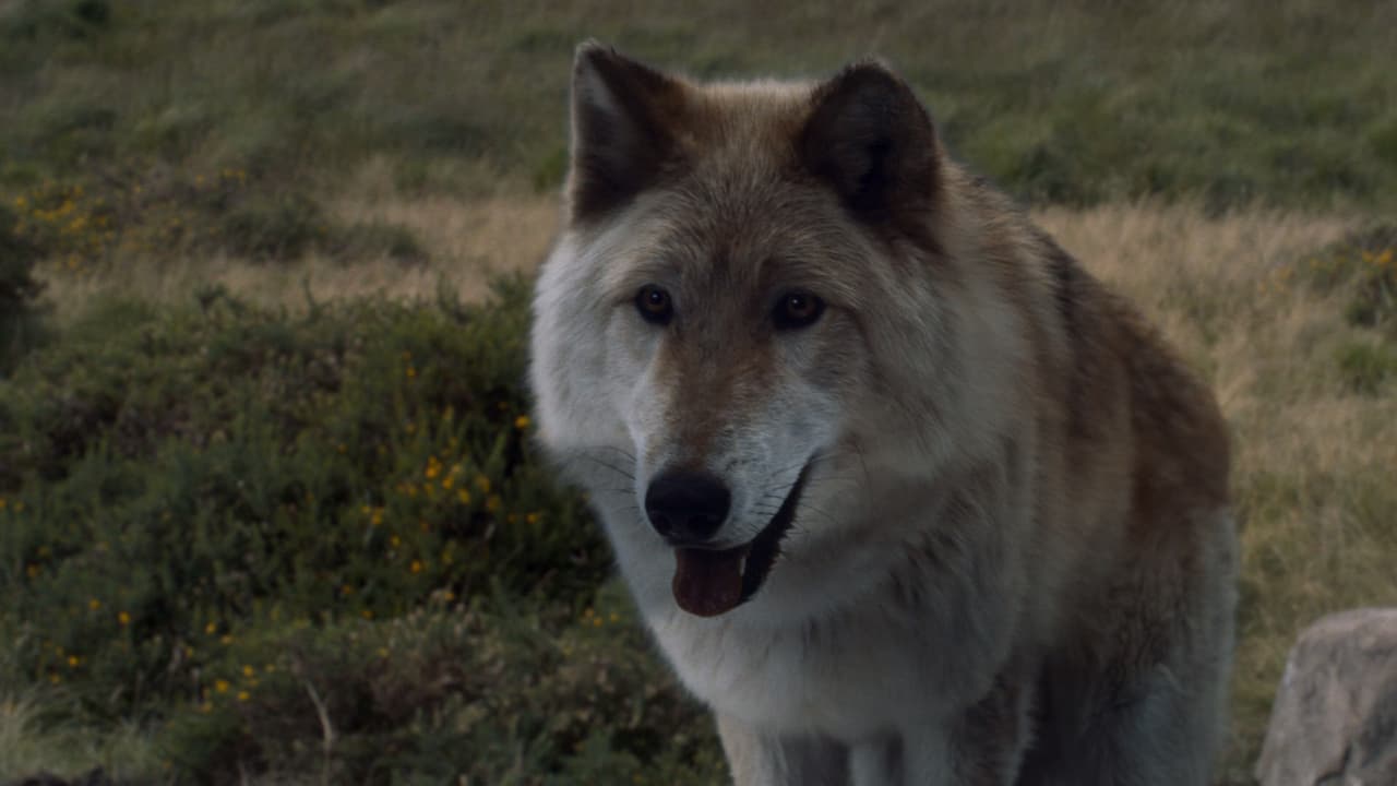 Murió Odin, el perro que vimos como Summer en 'Game of Thrones'