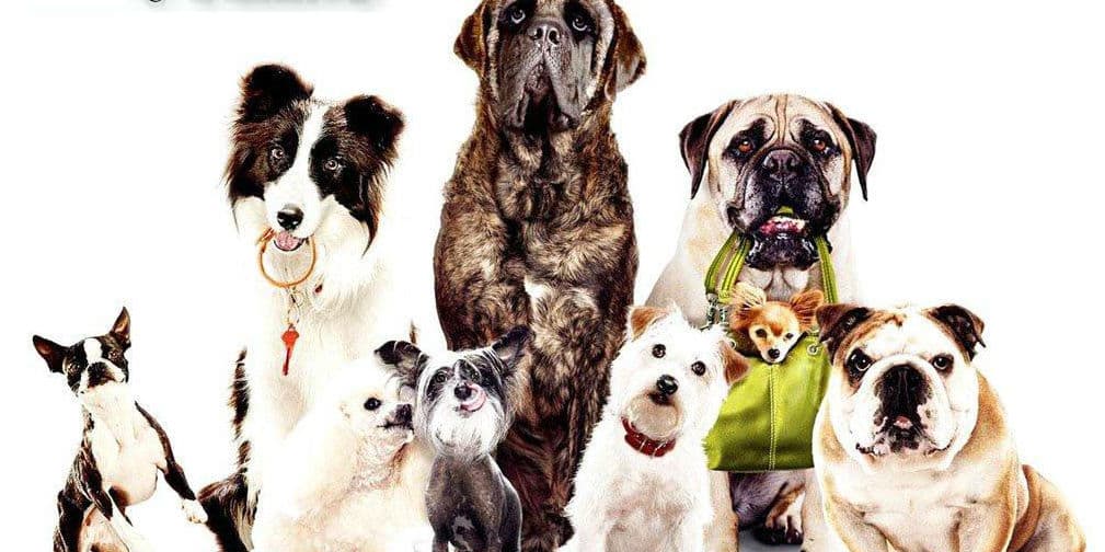Hotel para Perros
