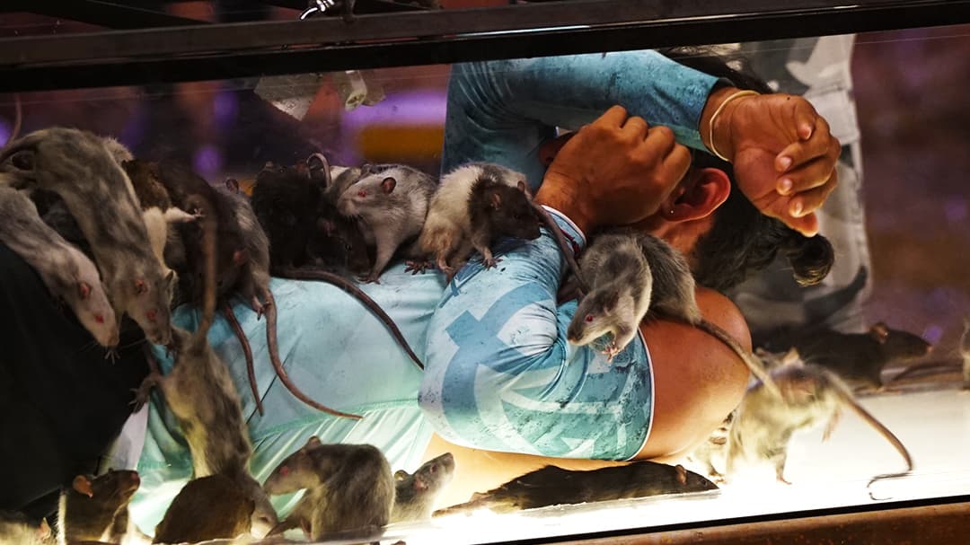 En este reto estaban en un ataúd, con las ratas andando libremente.