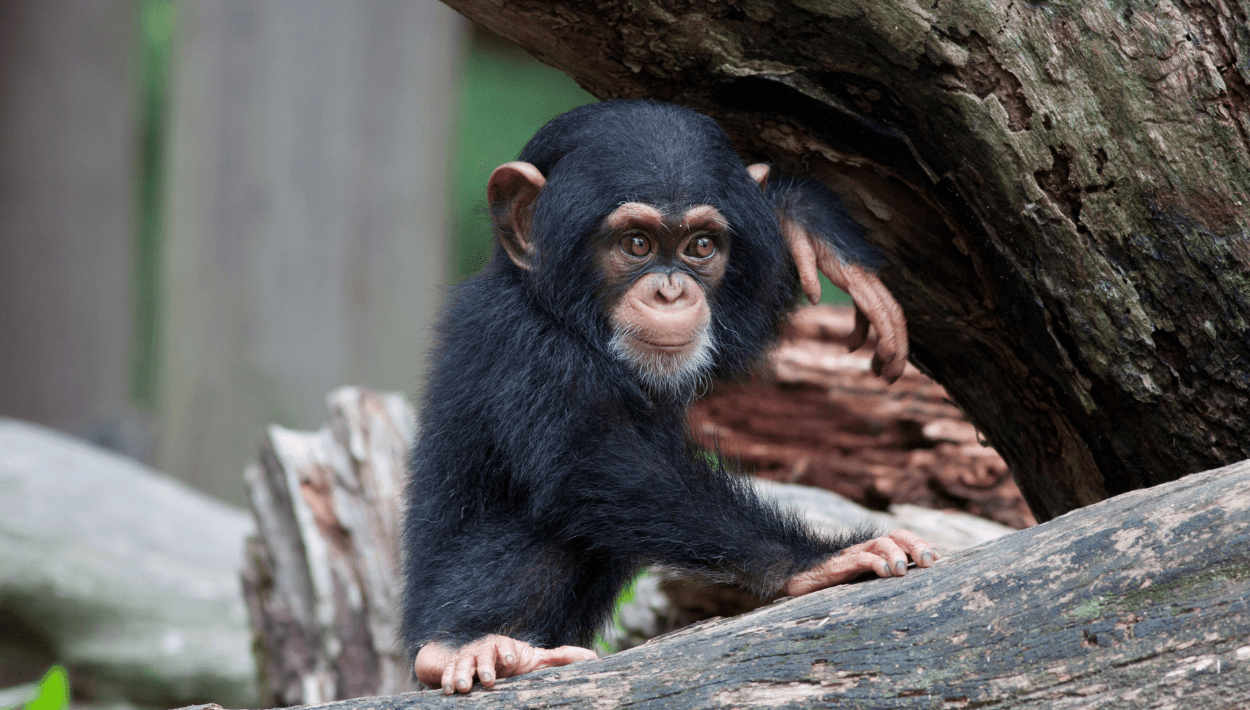 Somos más parecidos a los chimpancés de lo que creemos: nos encanta el chisme 