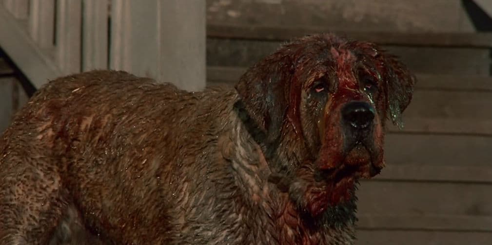 Cujo: Un San Bernardo es mordido por un murciélago que le contagia la rabia. Afectado por la enfermedad, el perro aterrorizará a un vecindario entero.