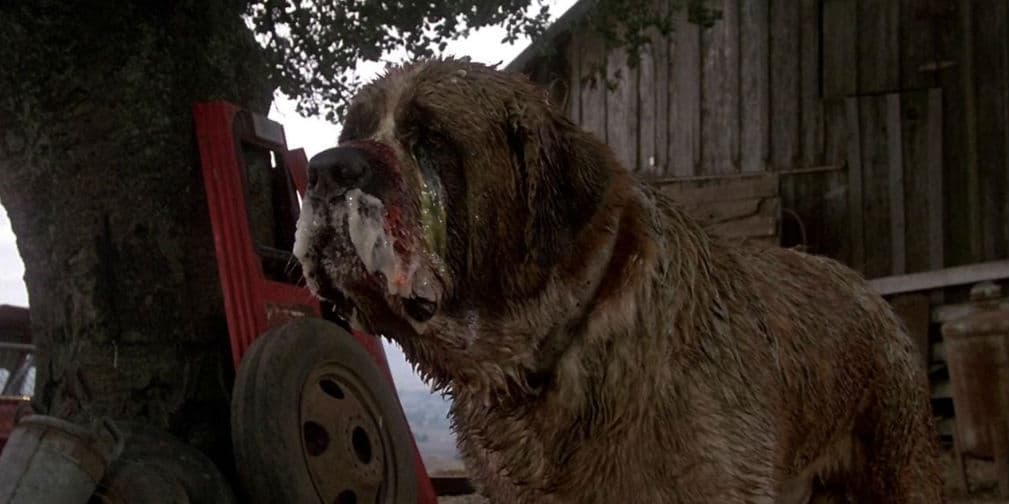 8. CUJO: Un San Bernardo que se contagia de rabia y comienza a matar personas y animales en el cine.
