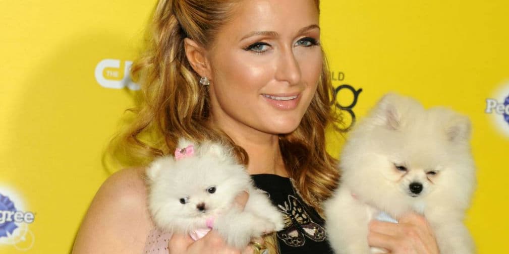9. Paris Hilton: Es una adicta a los chihuahuas y fue ella quien los puso de moda entre las estrellas de Hollywood.
