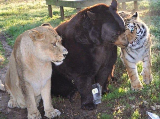 Tenían a los felinos y el úrsido en condiciones horribles.