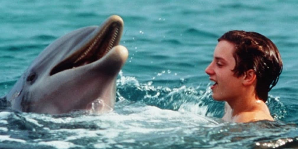6. Flipper: Es un delfín nariz de botella, famoso por protagonizar una película de 1996 con Elijah Wood.