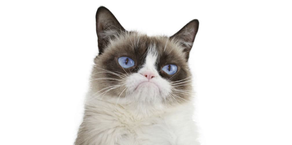 10. Grumpy Cat: Esta estrella de las redes sociales popularizó en salir con cara de hastío en las fotos.