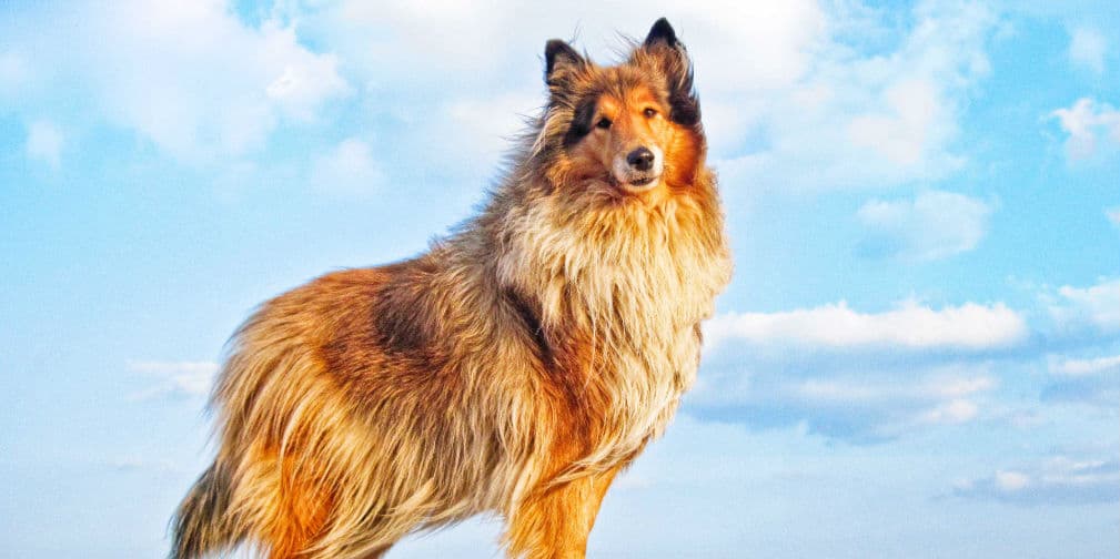 3. LASSIE: Uno de los más emblemáticos, ya que su nombre rebautizó a su raza: los Collies.