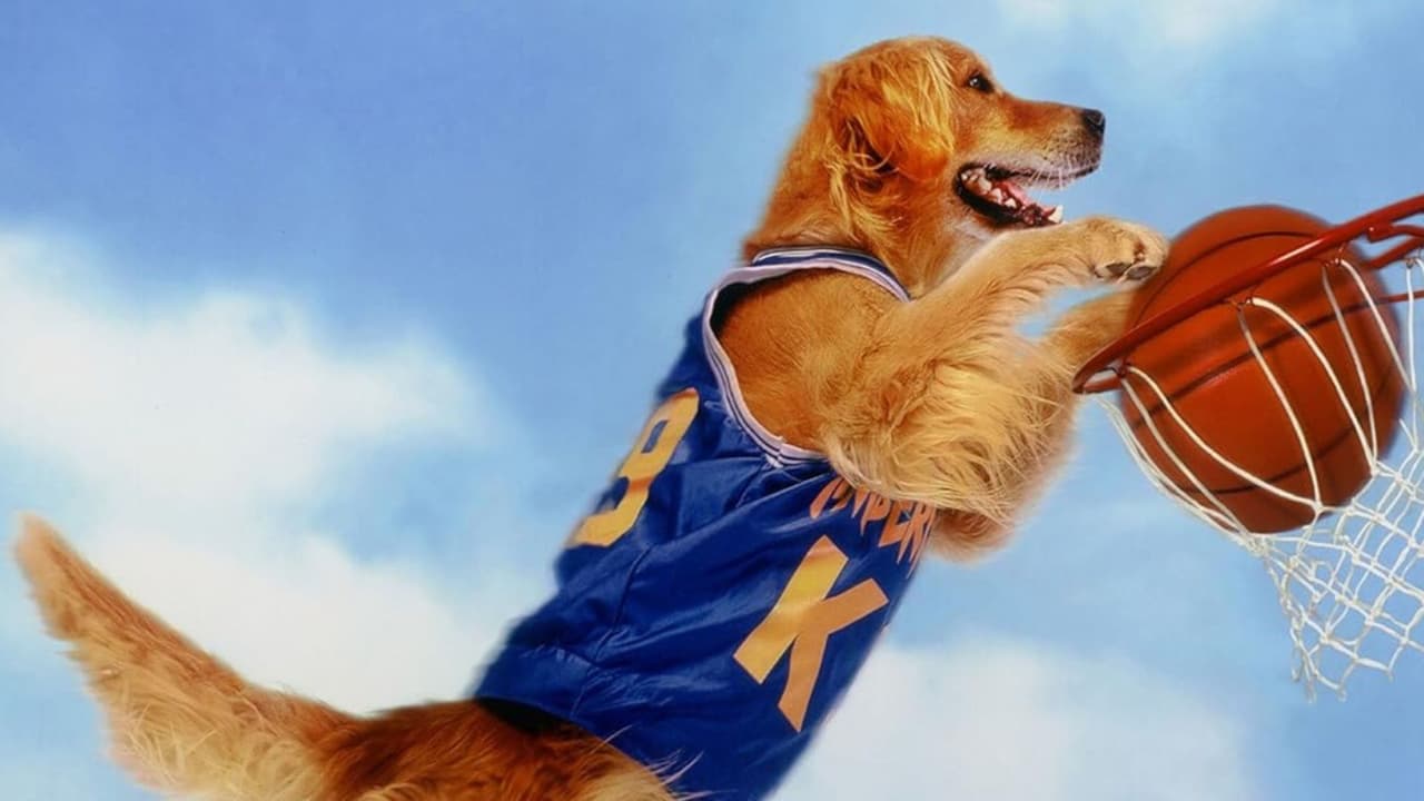 Buddy el perro maravilla