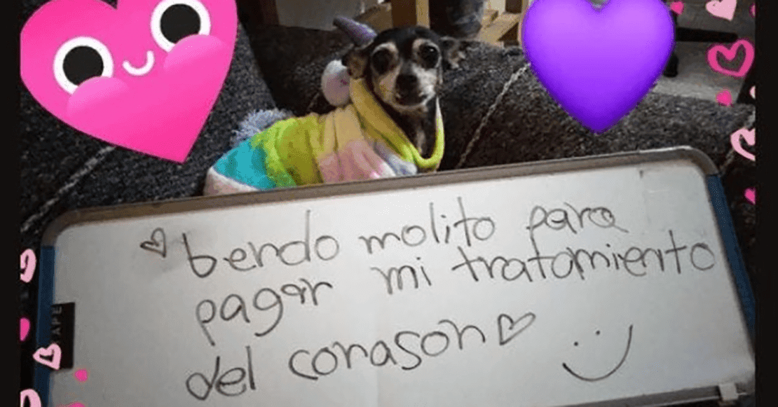 Justo en el kokoro: La perrita Bombi vende mole para su tratamiento del corazón