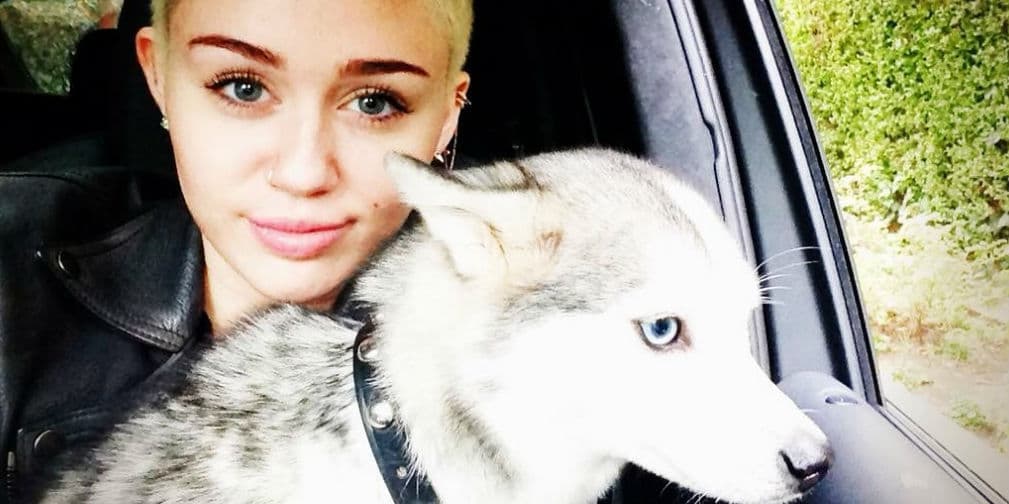 7. Miley Cyrus: Este lobo siberiano llamado Floyd era el consentido de la cantante, tristemente murió en 2014.