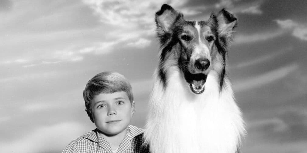 8. Lassie: Es una collie, la perra más famosa del mundo, que participó en diversas películas y series de televisión.