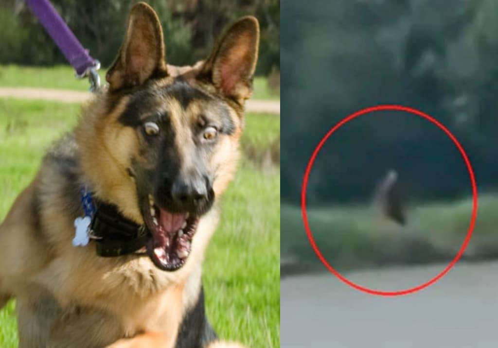 ¿El regreso de la niña perro? Circula en redes video de supuesta criatura "mitad perro, mitad humano"