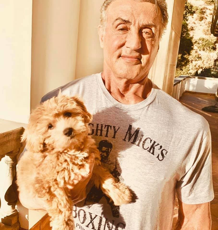 Sylvester Stallone es un animalover y hay pruebas de ello. Aquí lo vemos cargando a Billie, "el miembro más nuevo y definitivamente el más pequeño de la familia", en una foto del 18 de octubre de 2019.