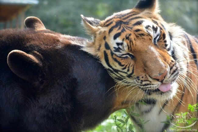 Y a pesar de que todos son considerados fieras salvajes en su hábitat, no cabe duda de que hay un cariño enorme entre estos tres animalitos.