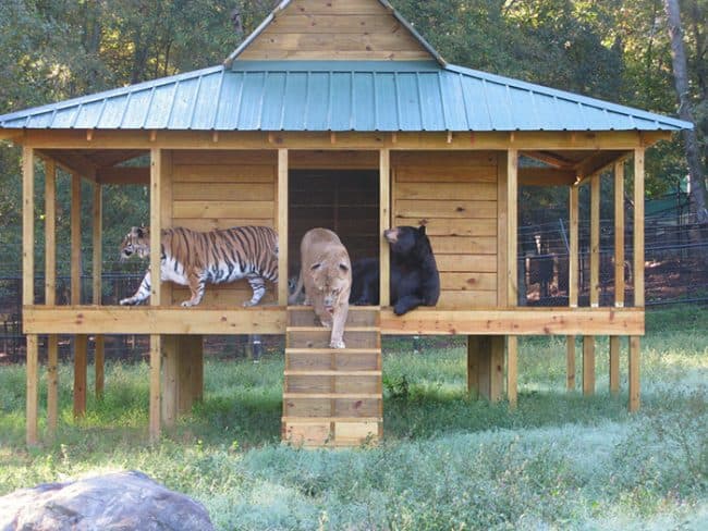 Durante casi 20 años, Baloo el oso, Leo el león y Shere Khan el tigre han vivido juntos.
