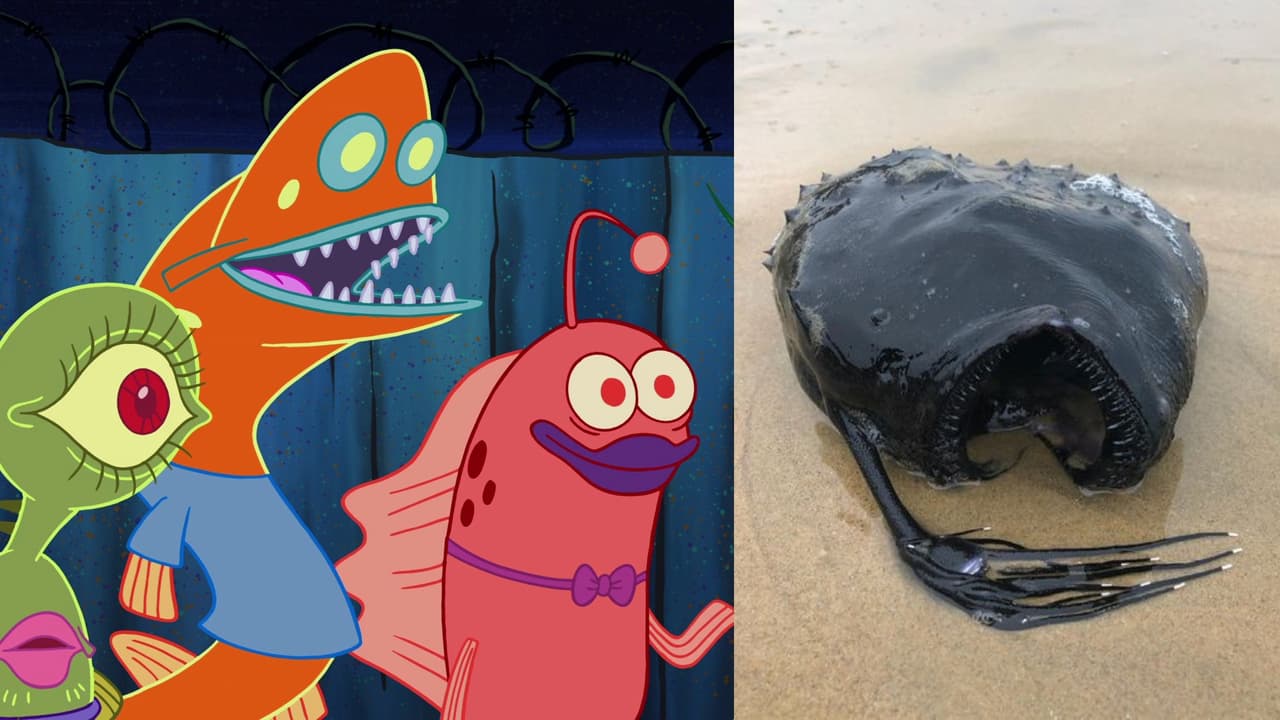 ¡Santos percebes! Encuentran en la playa espeluznante pez que vive en el abismo