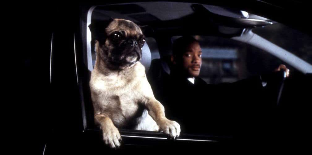 16. FRANK: Un Pug que se hizo famoso en Men in Black, el cual es un extraterrestre de la clase Remoolian.
