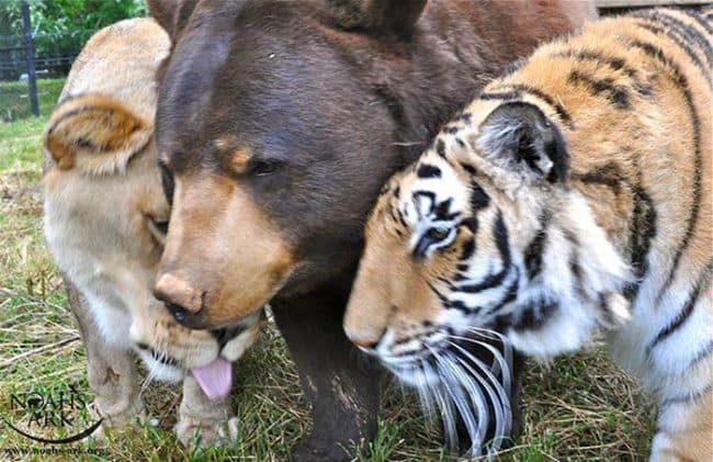 Ahora están en el refugio de animales Noah's Ark en Georgia.
