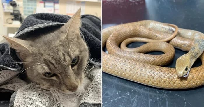 ¡Michi héroe! Gatito salva a niños de una de las serpientes más venenosas del mundo