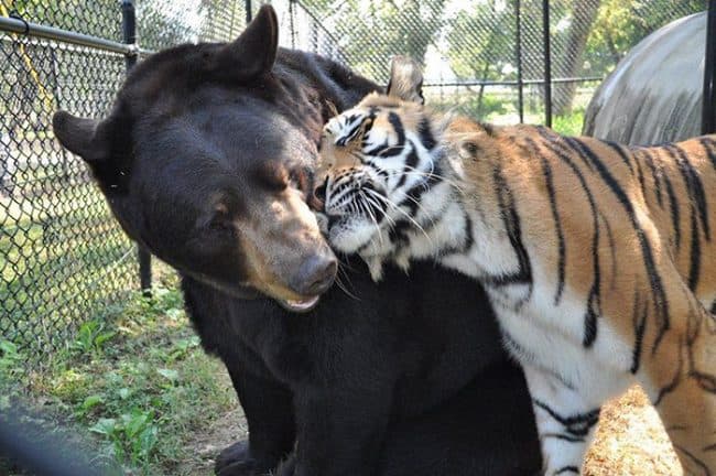Baloo es un oso negro americano, Leo es un león africano y Shere Khan es un tigre de Bengala.