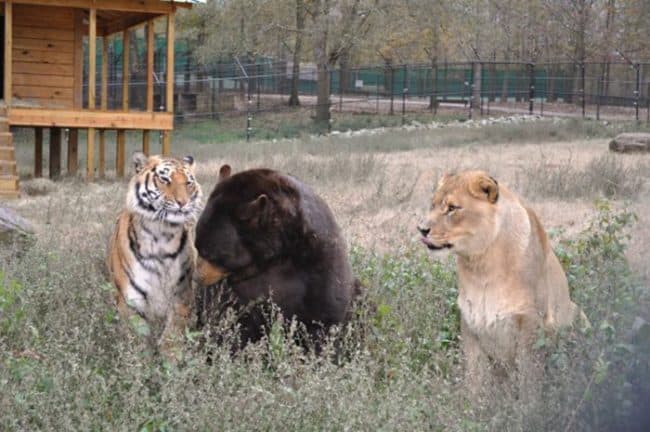 Le tuvieron que hacer una cirugía a Baloo para quitarle un arnés de crecimiento que no fue ajustado a medida que crecía.