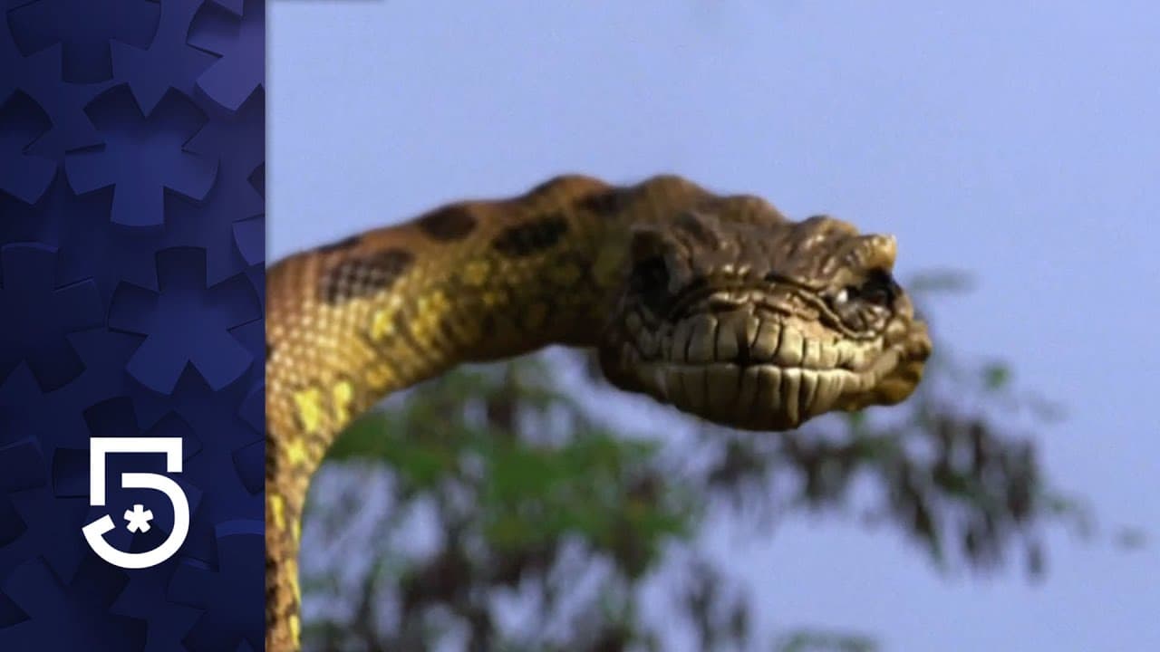 5 videos de anacondas que te dejarán sin aire, como el encuentro con un perezoso y su muda de piel