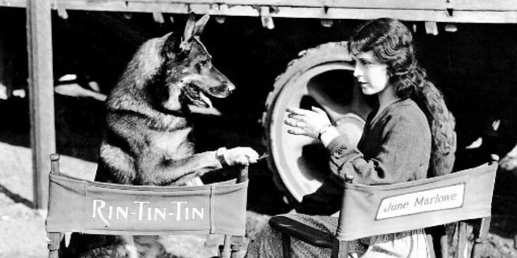 4. RIN TIN TIN: Un verdadero clásico. Un Pastor Alemán de película y series. Cuenta la leyenda que ganó el Oscar a mejor actor en 1929.