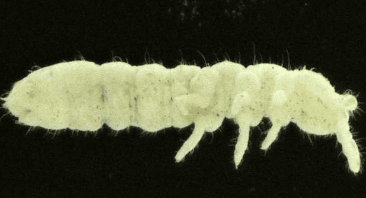 Descubren ‘criatura fantasma’ en la Antártida que sobrevivió 30 eras de hielo
