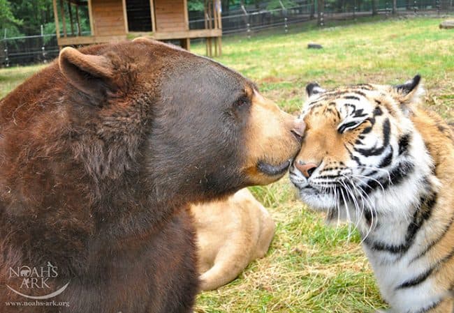 El trío, conocido como BLT por sus siglas en inglés (Bear, Lion, Tiger), fue encontrado durante una redada policial en el sótano de una casa en Atlanta en 2001.